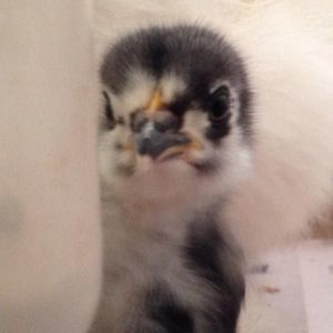 Meet your Posher, Casey